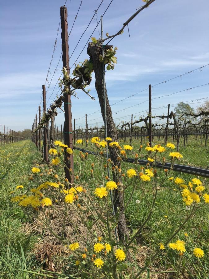 Agriturismo Settelune Bibbiano  Kültér fotó